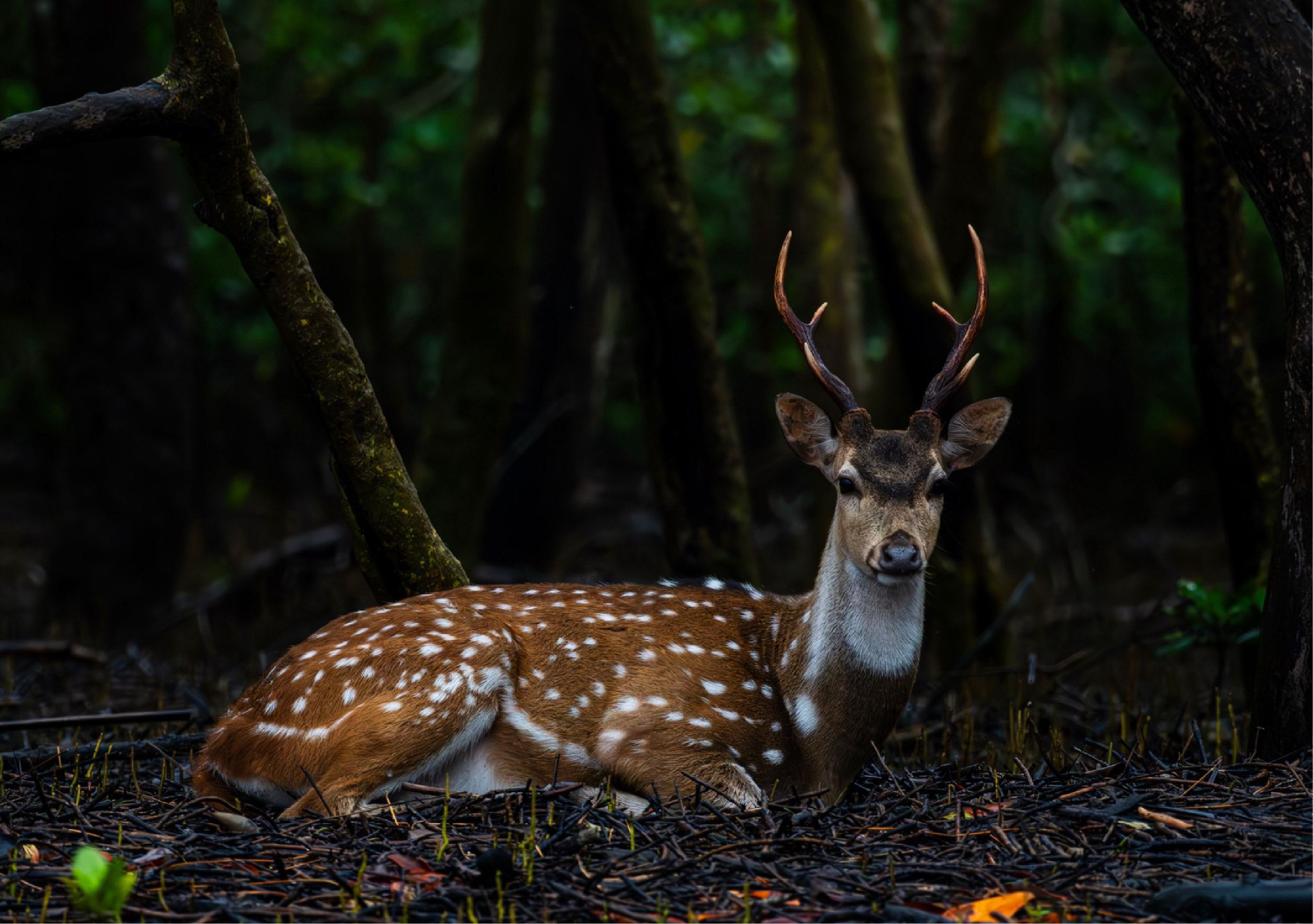 Wildlife