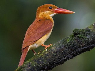 Jahangir Alam